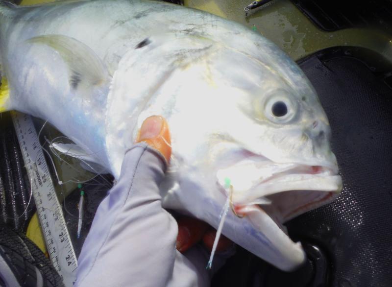 A Jack Crevalle taken on the Sabiki rig