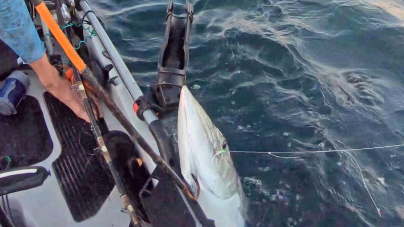 Barracuda eating the Sabiki baits before I could reel them in inadvertently gets hooked.