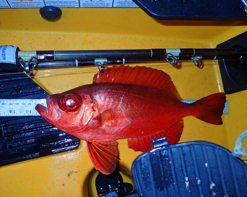Toro taken in the dark morning hours on a sabiki while fishing for bait off the beach
