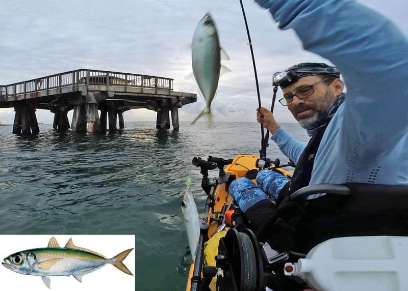 Bigeye Scad, AKA Goggle Eyes are the primary bait fish for fishing off SE Florida