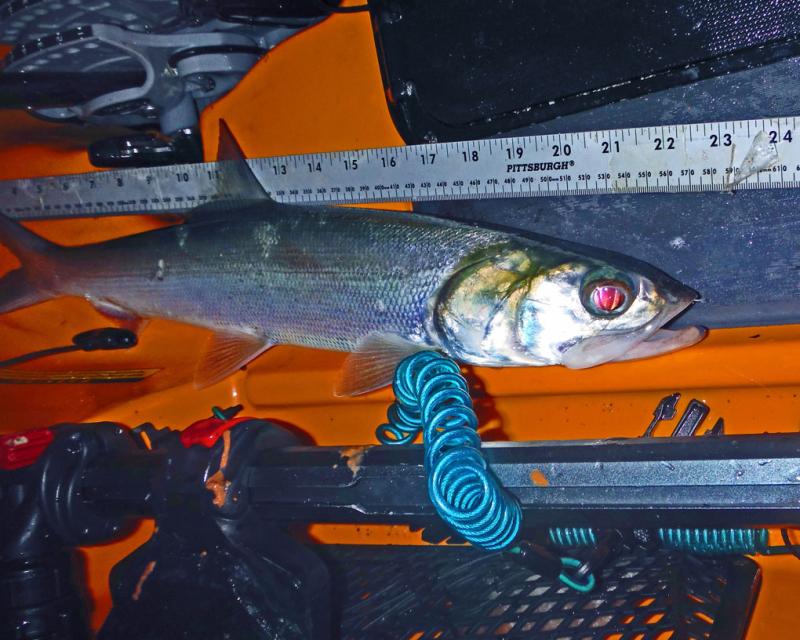Ladyfish can be a major nuisance while trying to catch bait in the morning.  They destroy Sabiki rigs, and consume valuable pre-dawn bait fishing time.  They make good bait for Tarpon, and can sometimes be landed unlike the latter.
