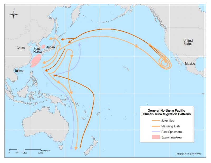 Revised PBF migration Map  3Mar15